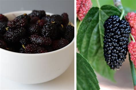 what does mulberry taste like